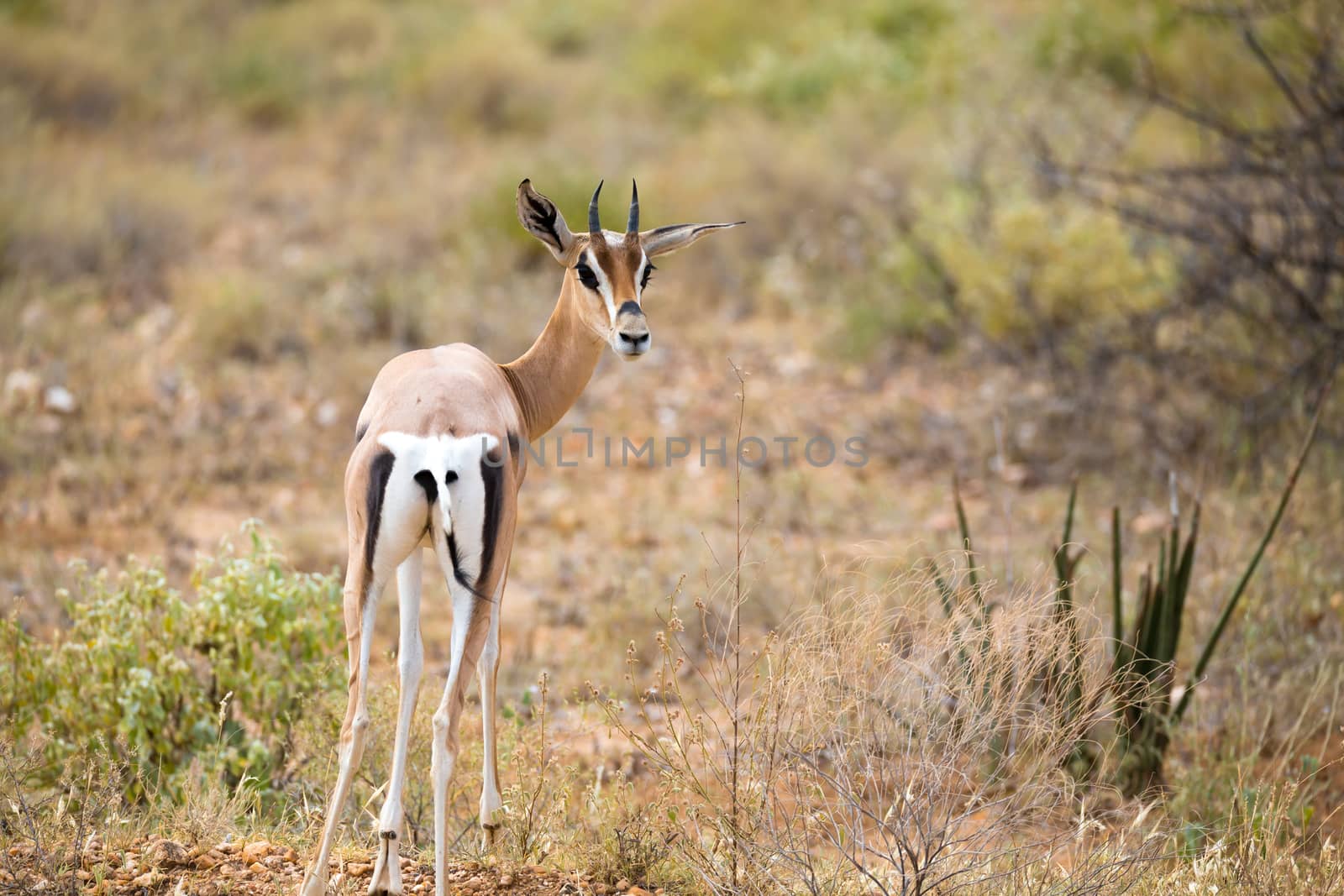 Some native antelopes in the grassland of the Kenyan savannah