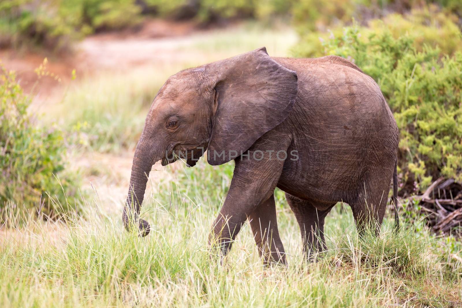 Some elephants walk among the trees and shrubs