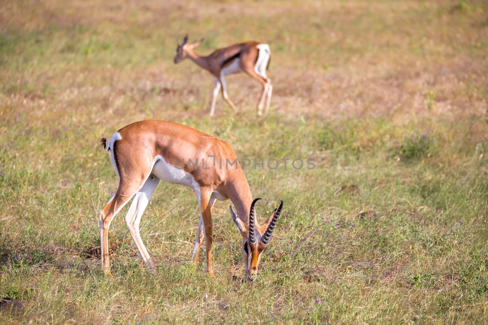 Some native antelopes in the grassland of the Kenyan savannah