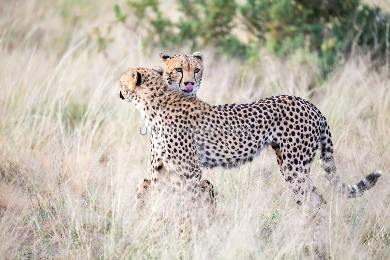 The cheetahs clean each other's fur in the tall grass