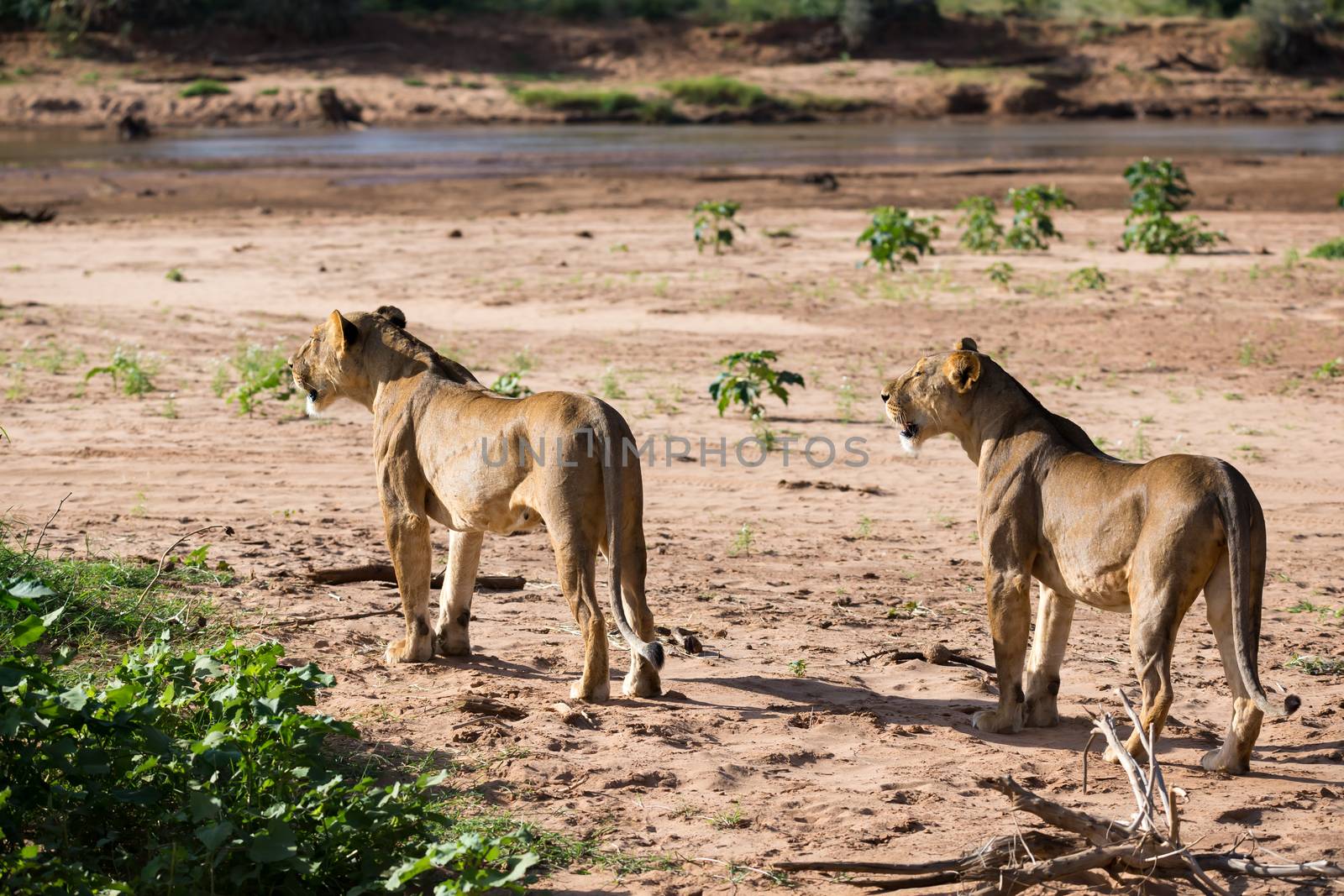 The lions walk along the banks of a river