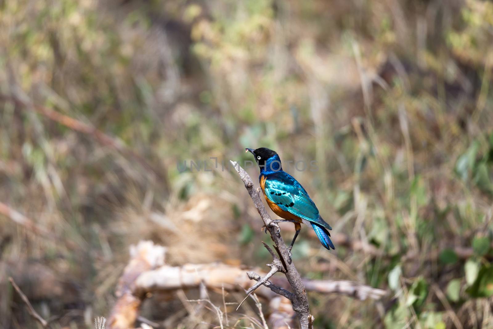 Very colorul native birds sit on branches