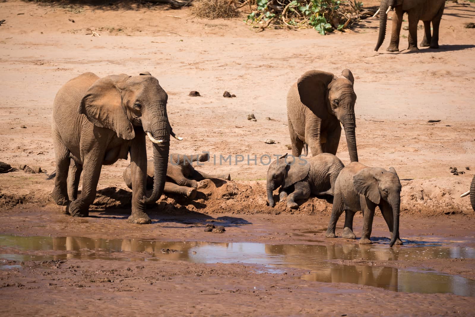 One large elephant family is on the bank of a river