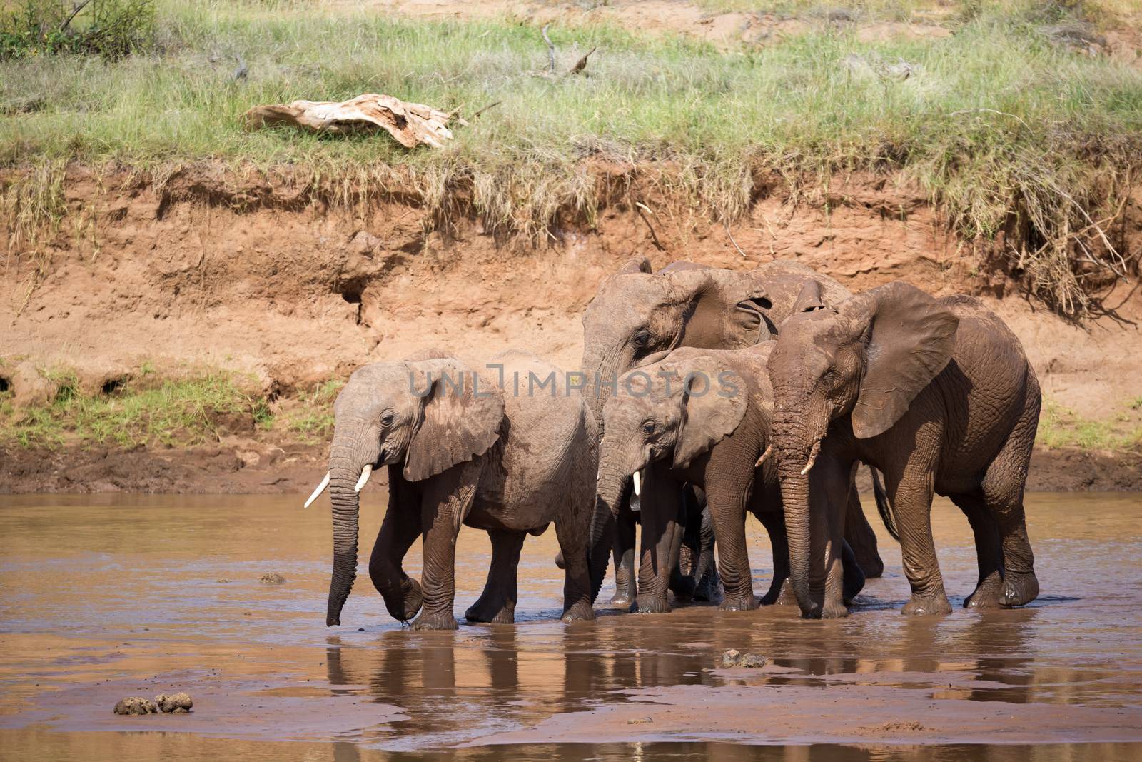 An elephant familiy on the banks of a river in the middle of the National Park