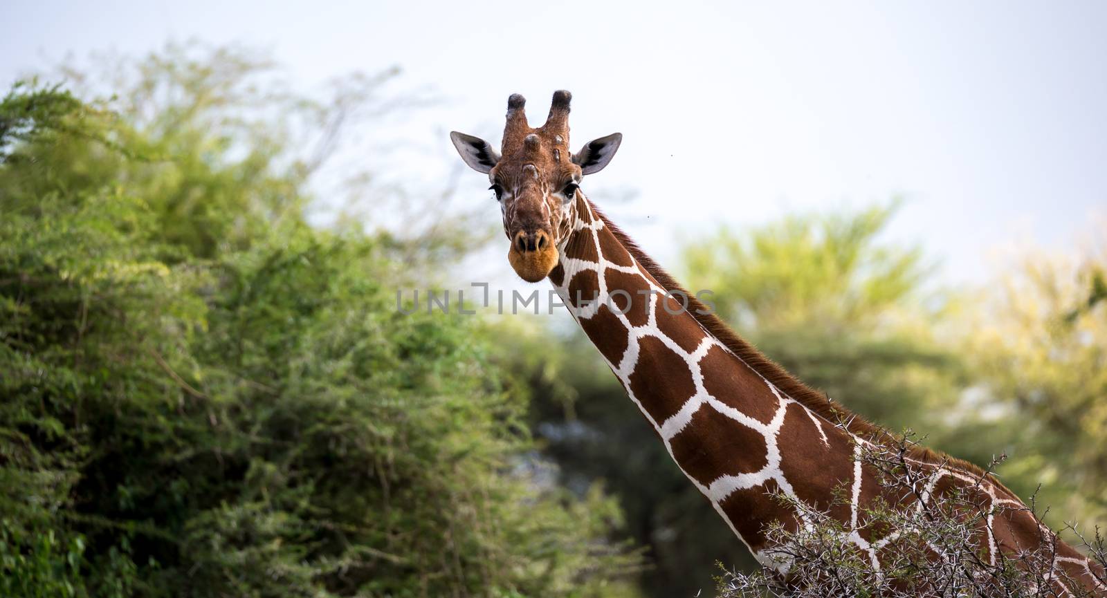 A face of a giraffe in close-up