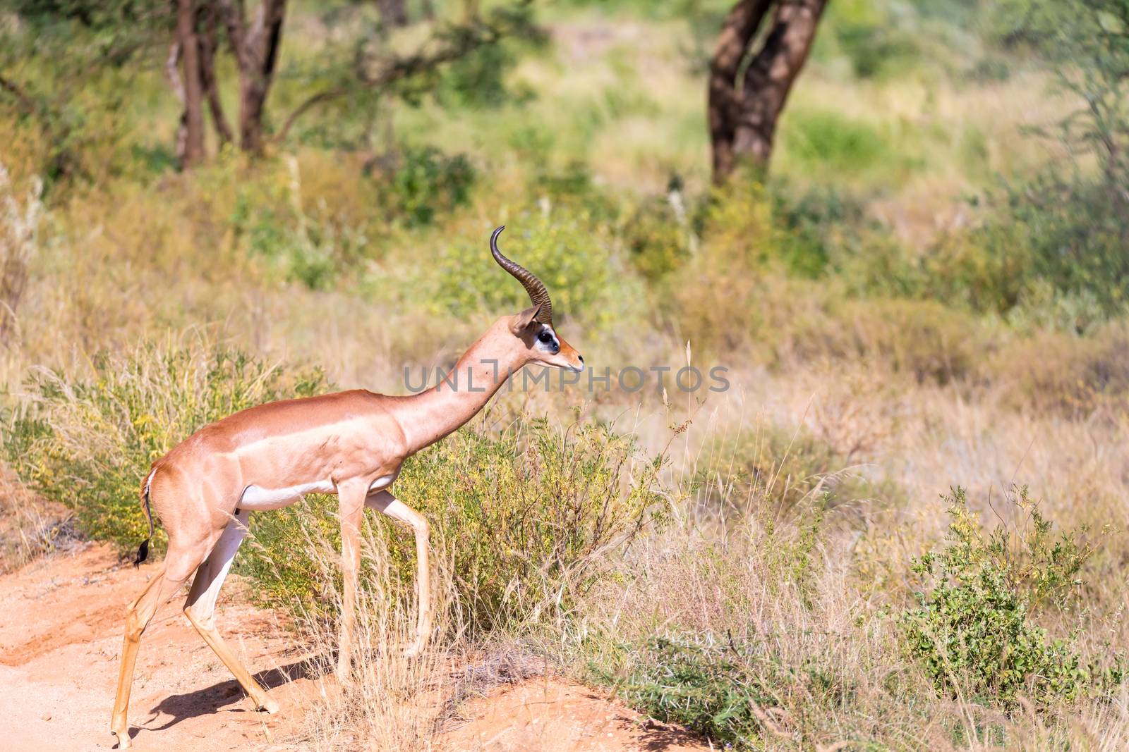 The Gerenuk walks in the grass through the savannah