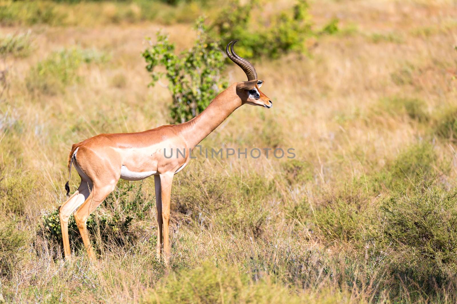 A Gazelle Gerenuk in the savannah of Kenya