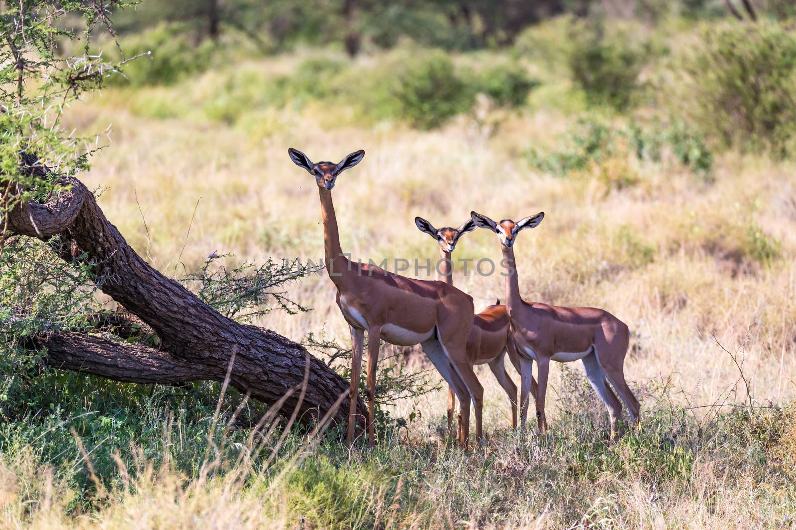 The gerenuk in the kenyan savanna looking for food