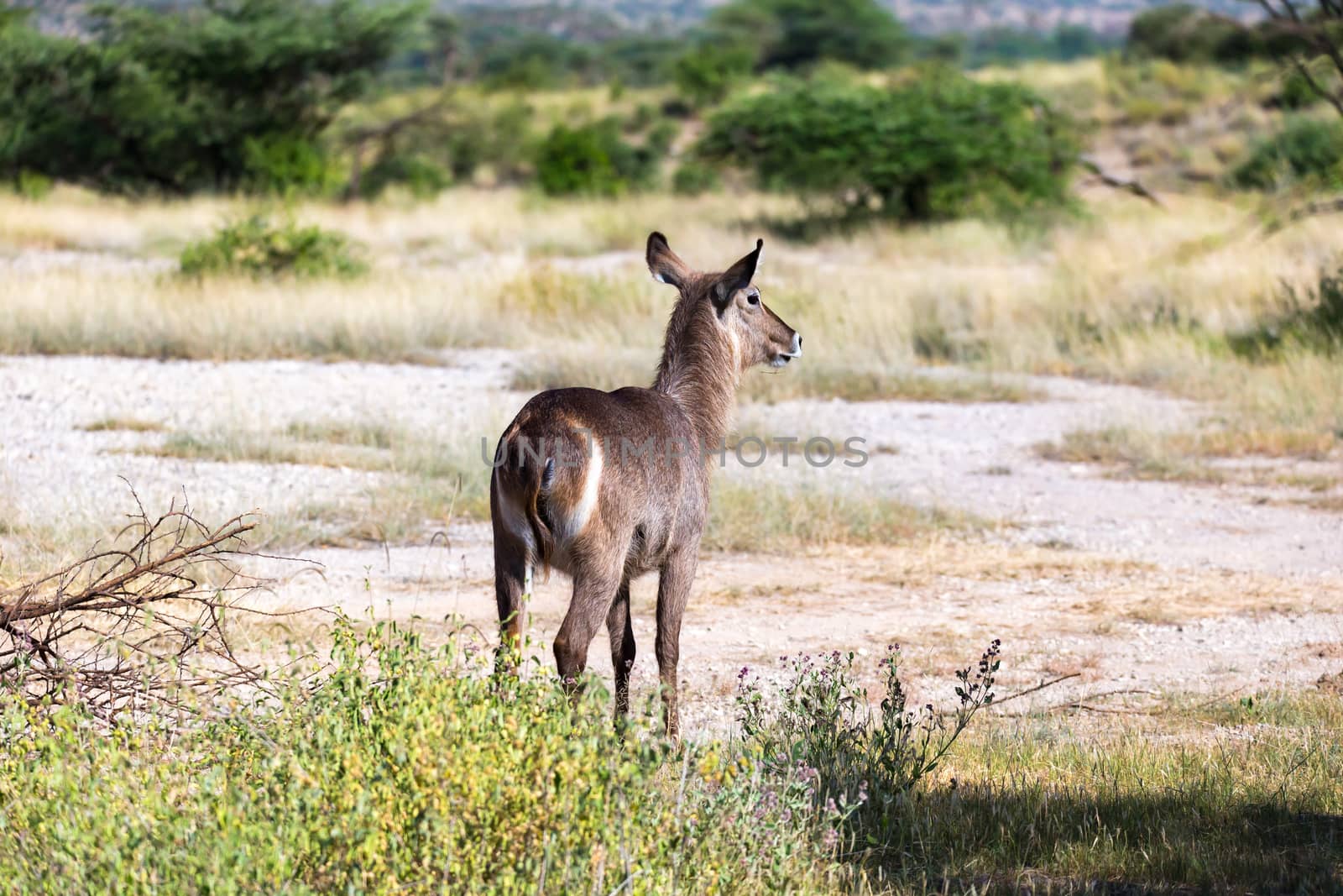The waterbuck is looking for something in the savannah
