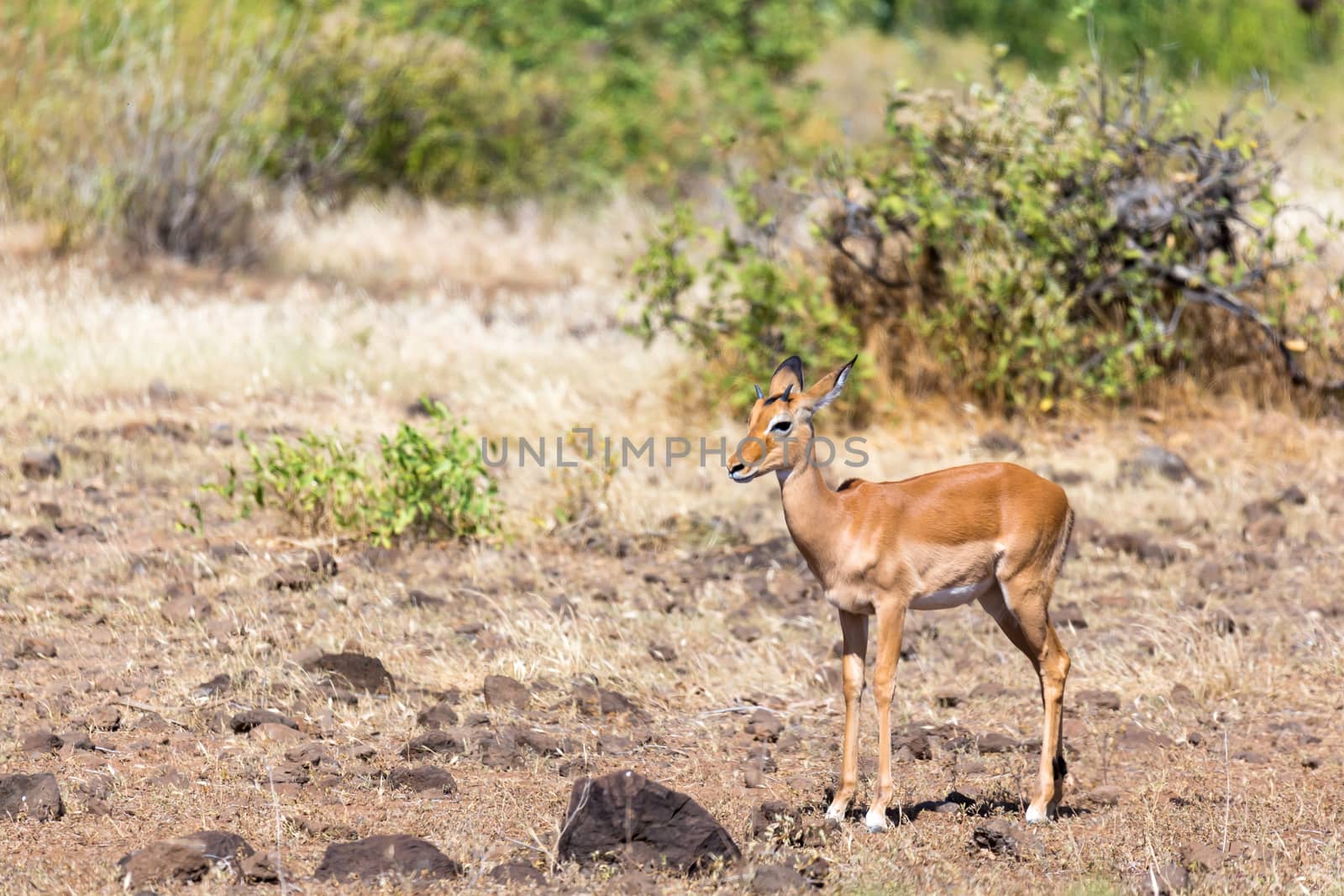 An antelope in the middle of the savannah of Kenya