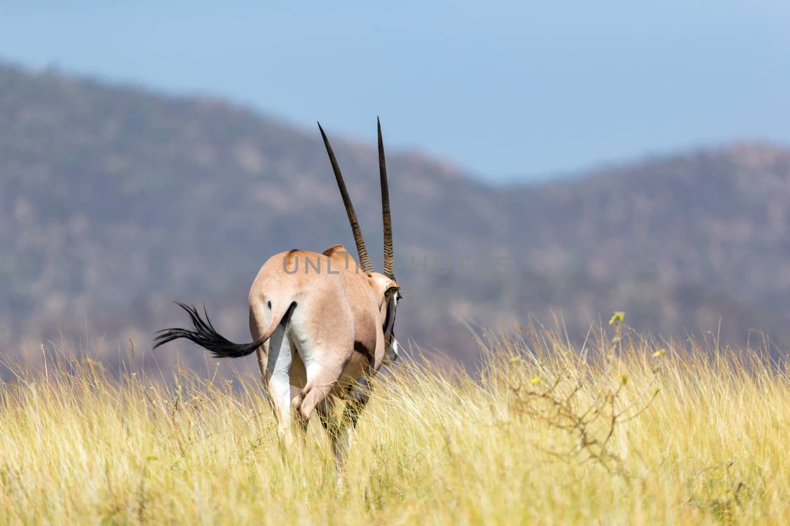 An antelope in the middle of the savannah of Kenya