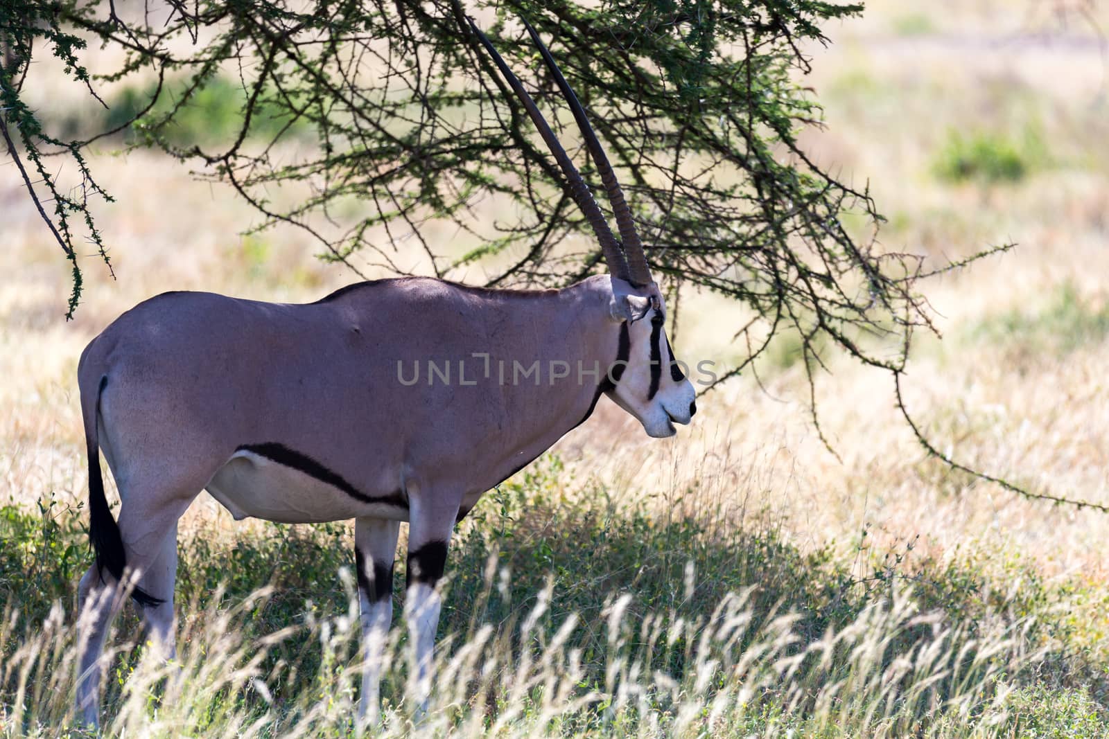 The Oryx family stands in the pasture surrounded by green grass and shrubs