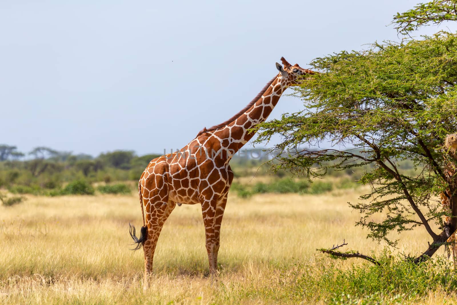 A Somalia giraffes eat the leaves of acacia trees