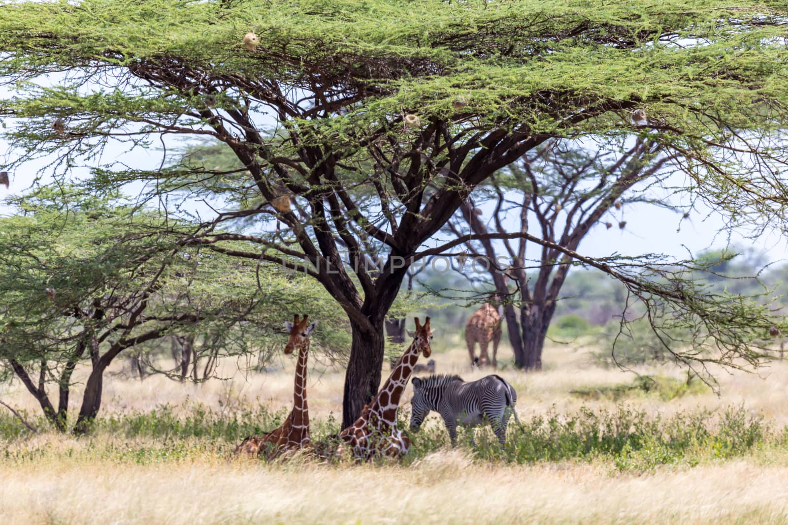 The Giraffes and a gravy zebra under the crown of a shady tree