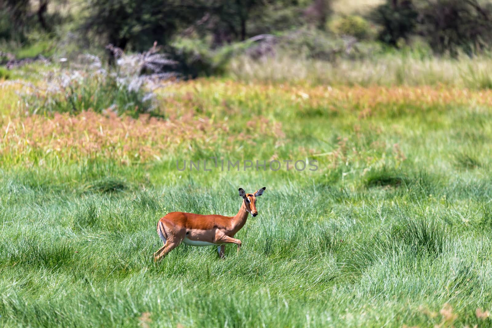 An antelope in the middle of the savannah of Kenya