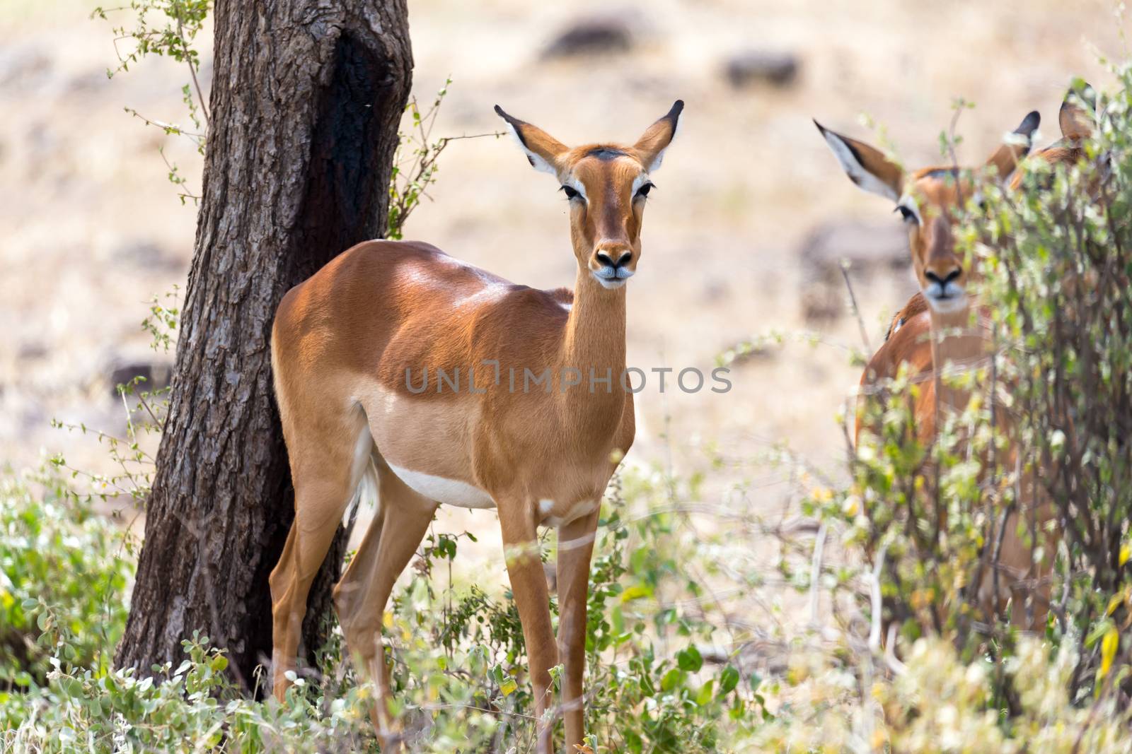 The Impala gazelles grazed in the savannah of Kenya