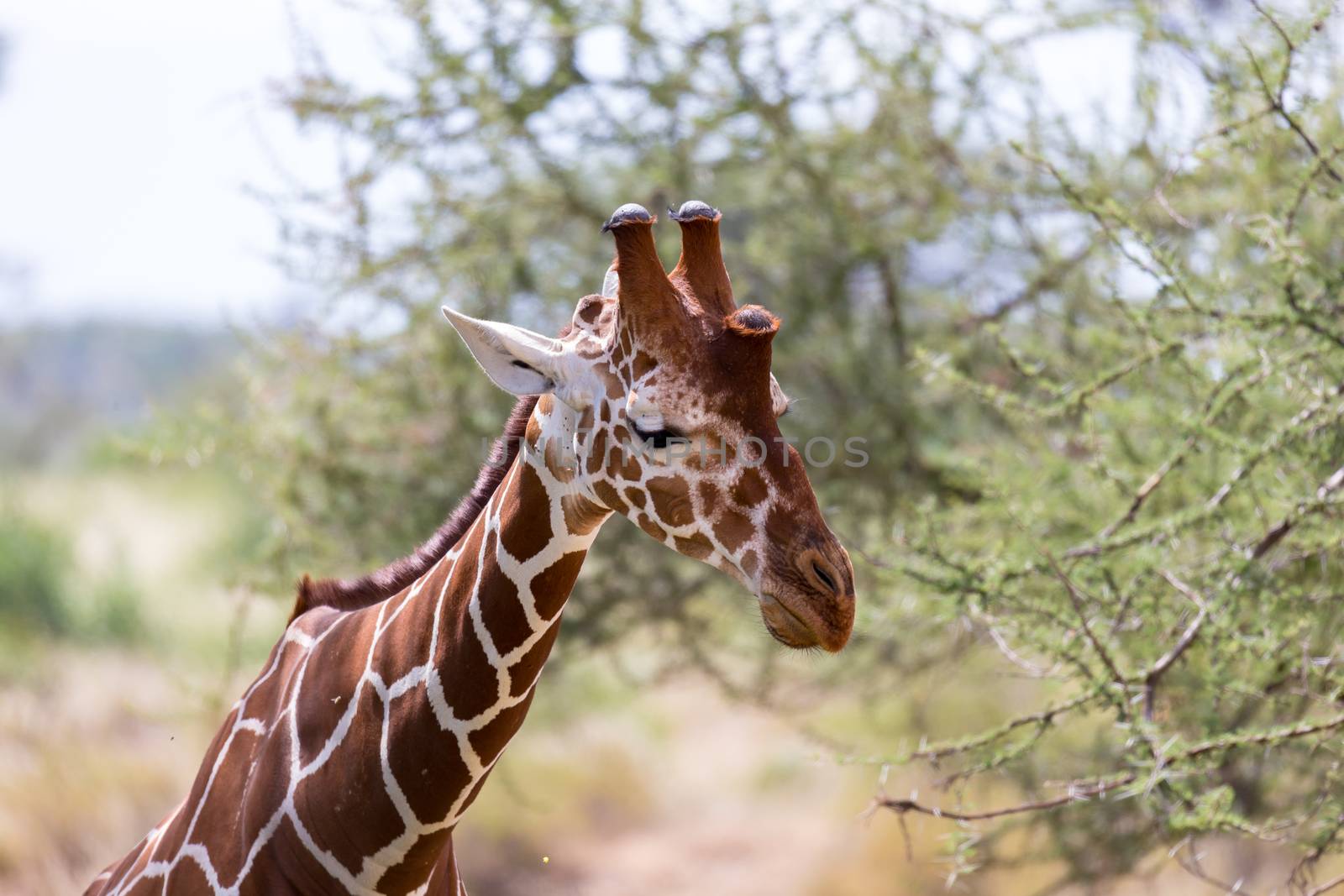 The closeup of a giraffe with many plants in the background