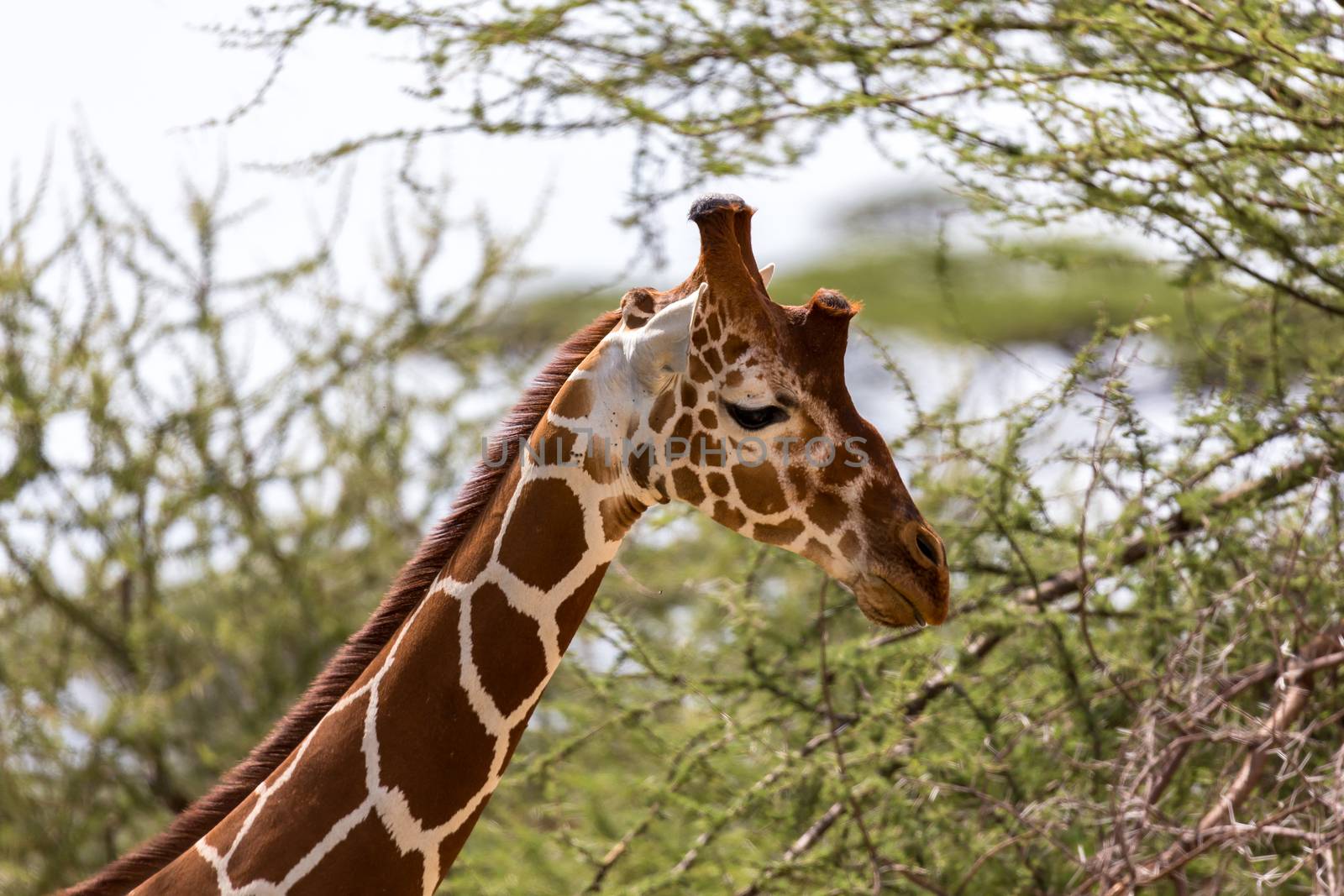 The closeup of a giraffe with many plants in the background