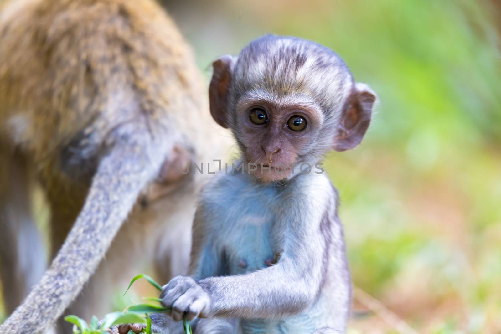 One little monkey sits and looks very curious