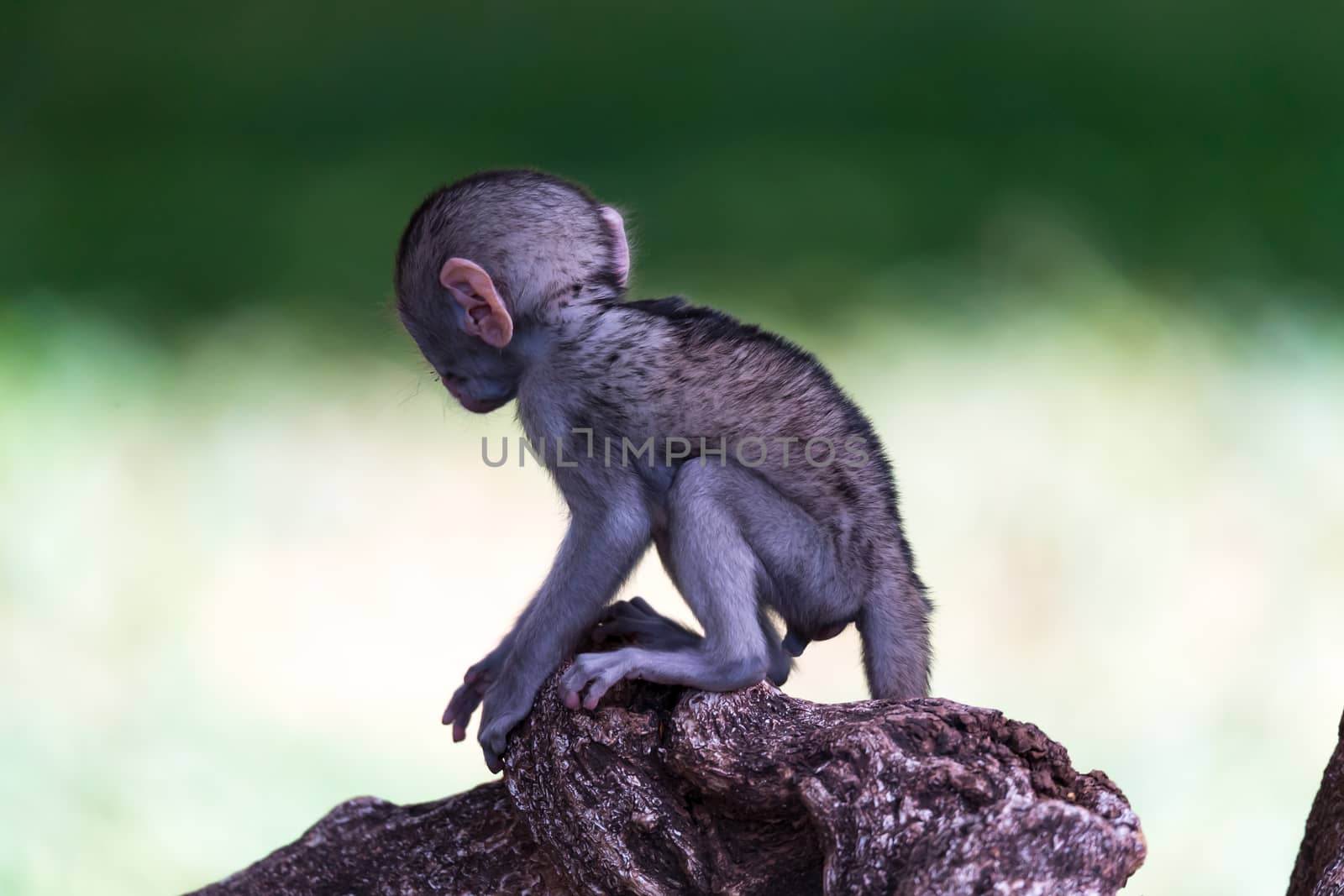 One little funny monkey is playing on the floor or on the tree