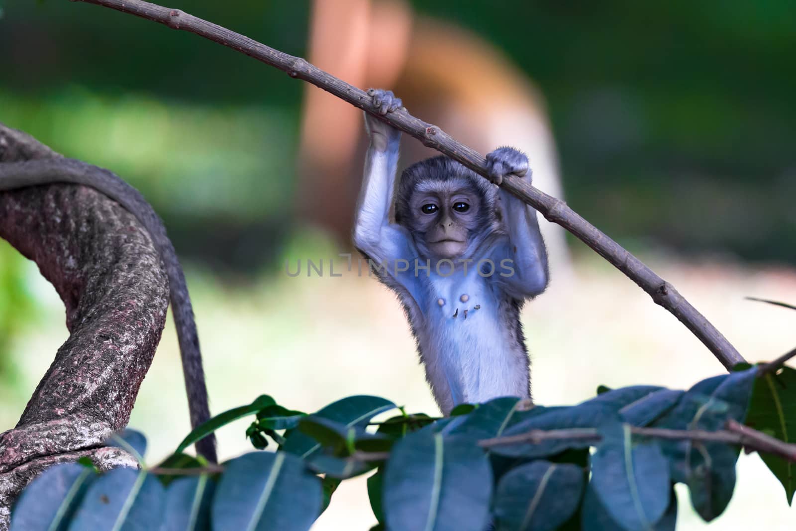 The monkey climbs around on a branch