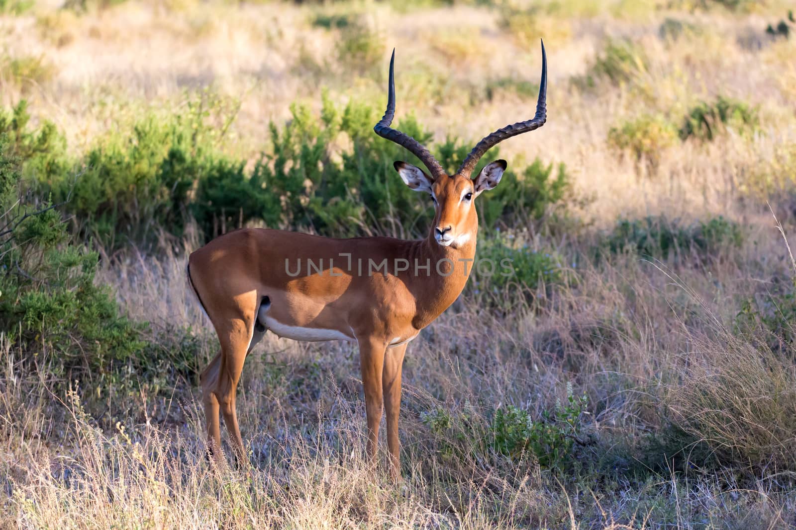 The portrait of an Impala antelope in the savannah of Kenya