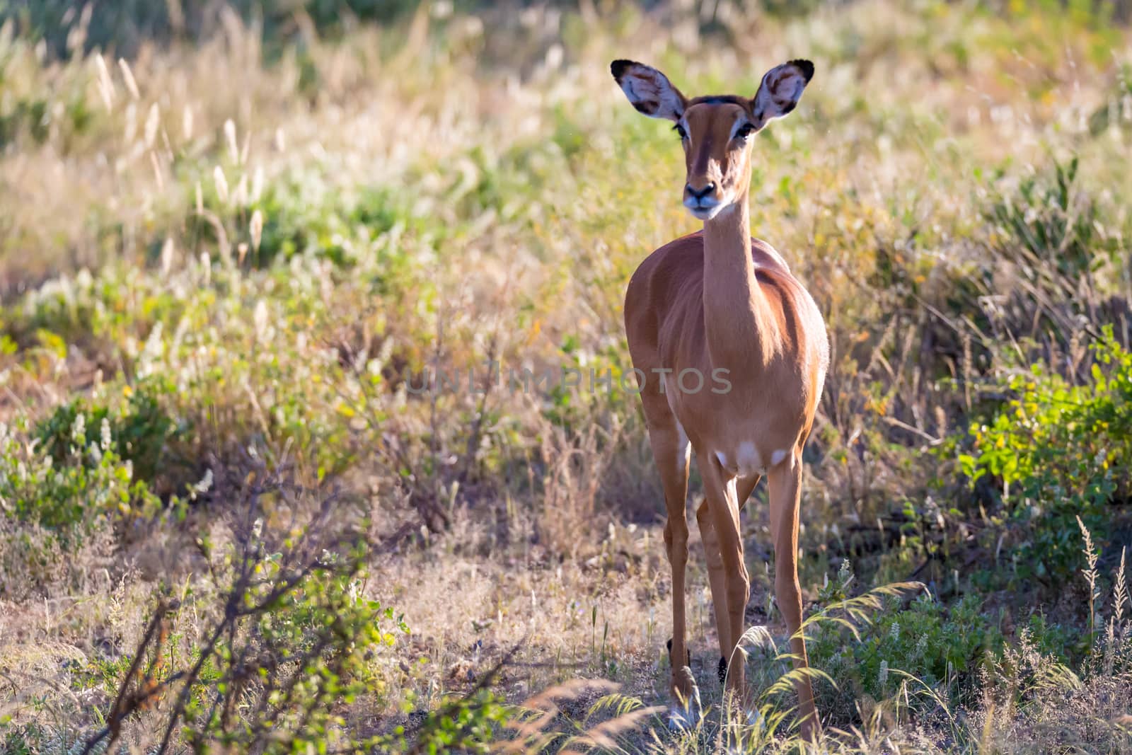 The portrait of an Impala antelope in the savannah of Kenya