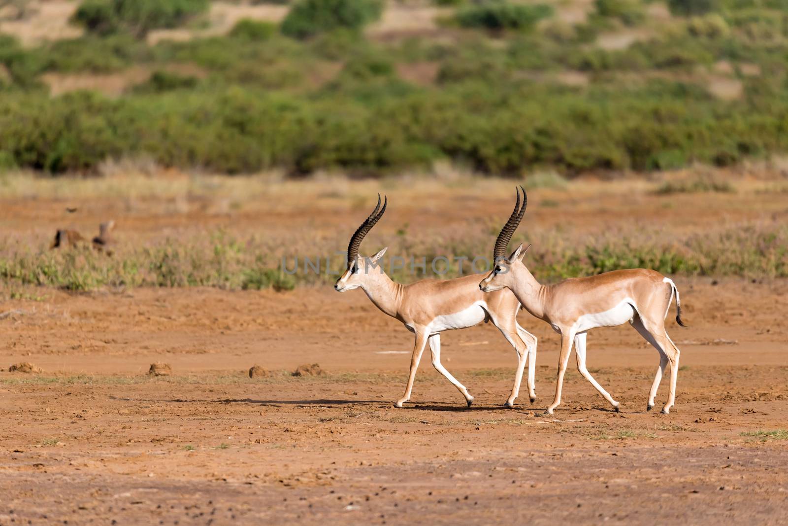 A Grant Gazelle in the savannah of Kenya