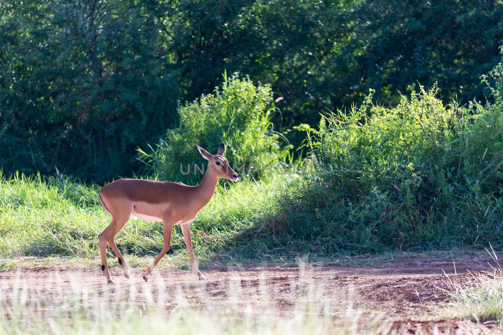 One Grant Gazelle stands in the middle of the grassy landscape of Kenya