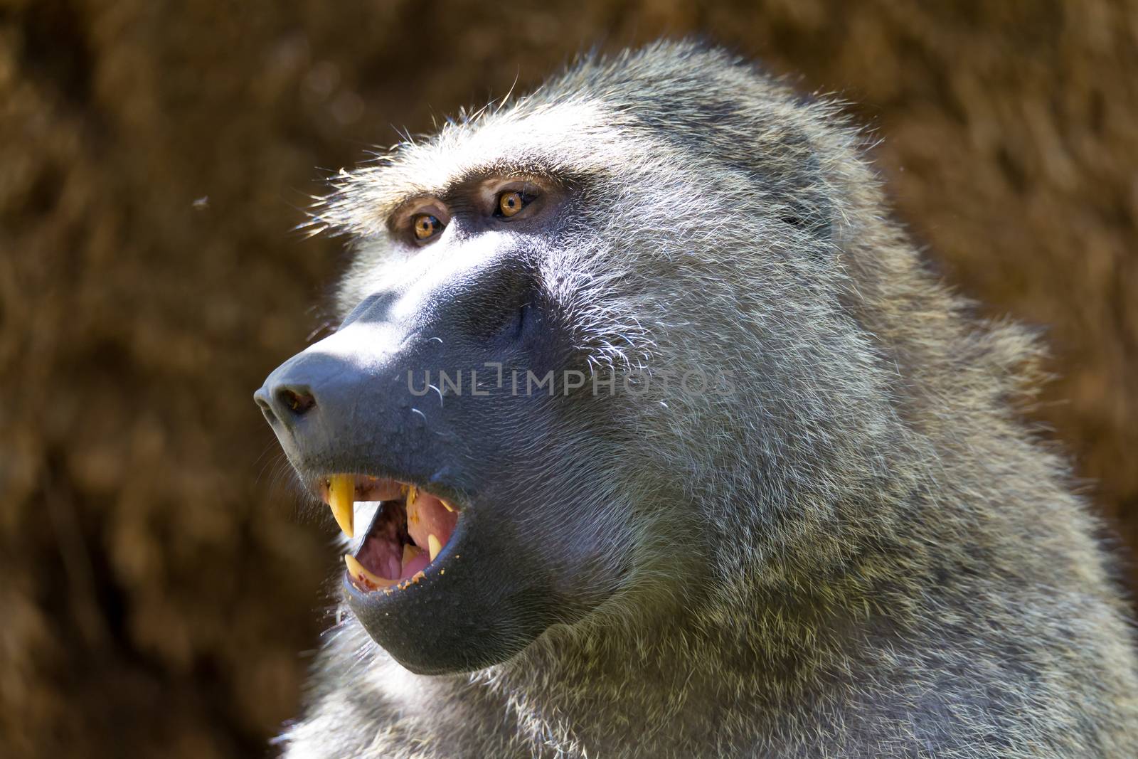 One baboon has found a fruit and eats it