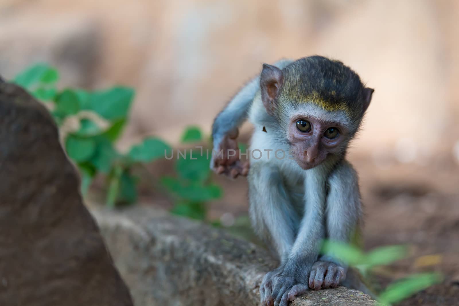 One little funny monkey is playing on the floor or on the tree
