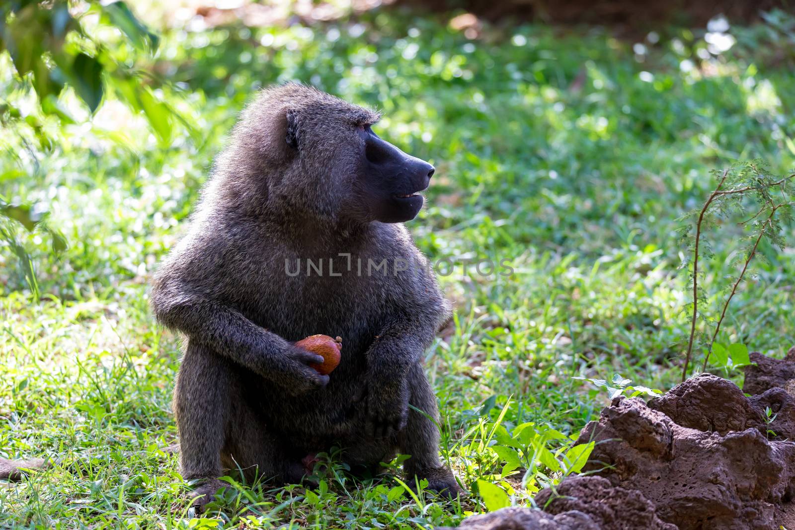 One baboon has found a fruit and nibbles on it