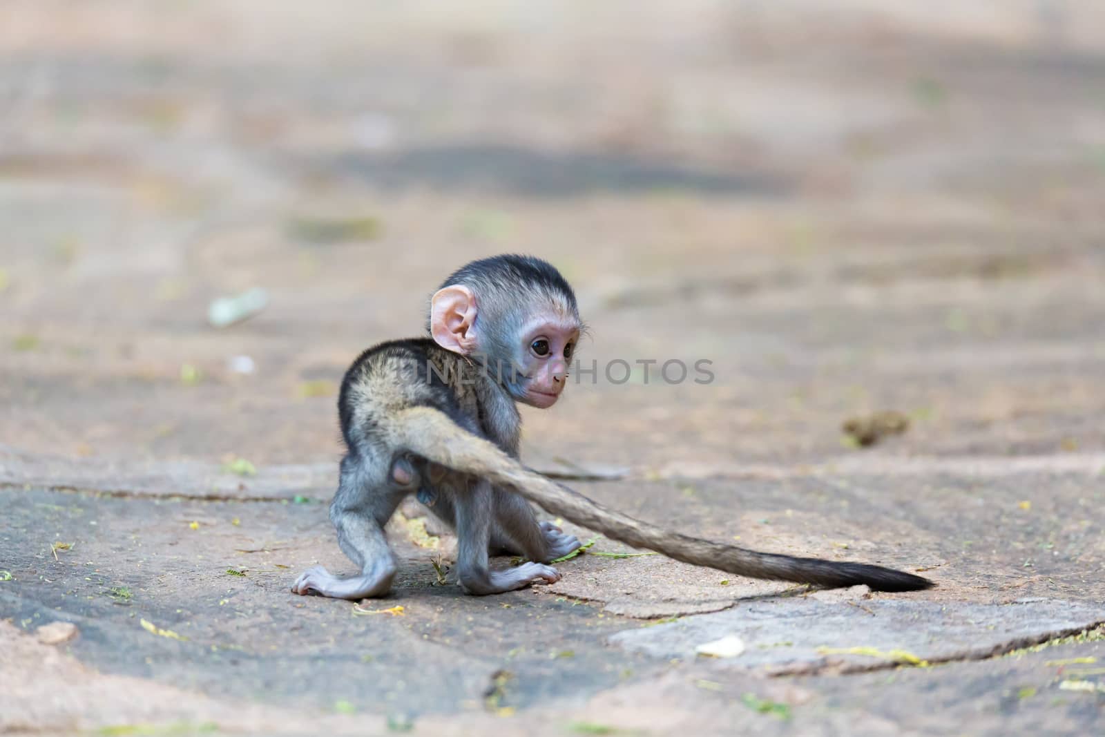 One little funny monkey is playing on the floor or on the tree