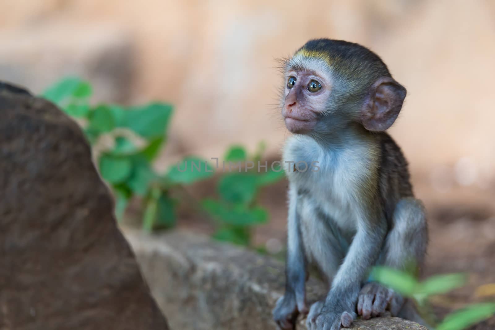 One little funny monkey is playing on the floor or on the tree
