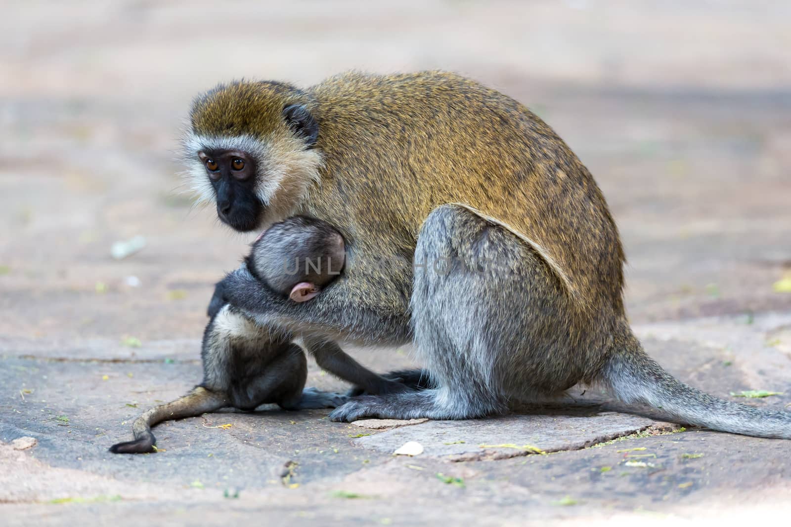 Vervet family with a little baby monkey