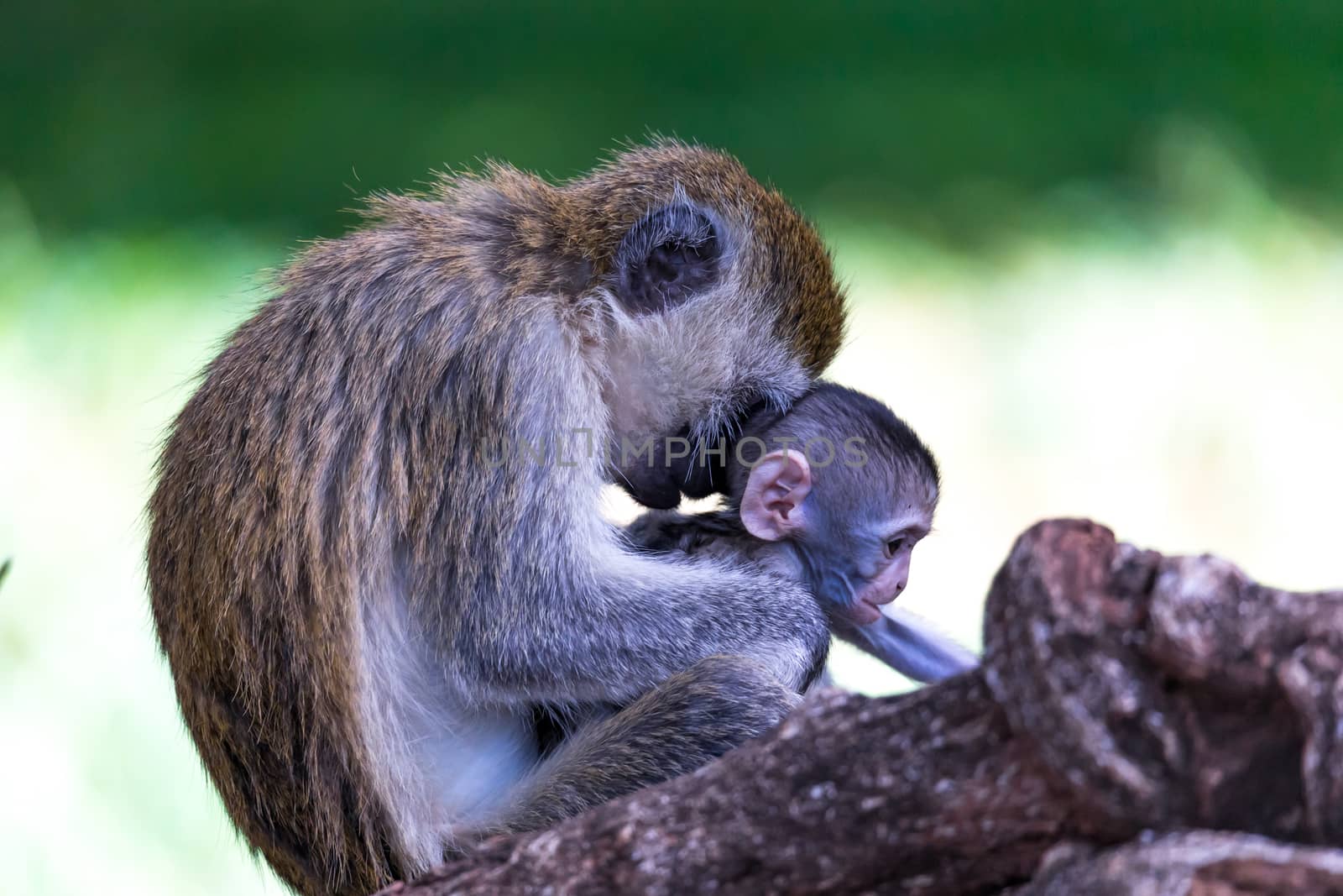 Vervet family with a little baby monkey