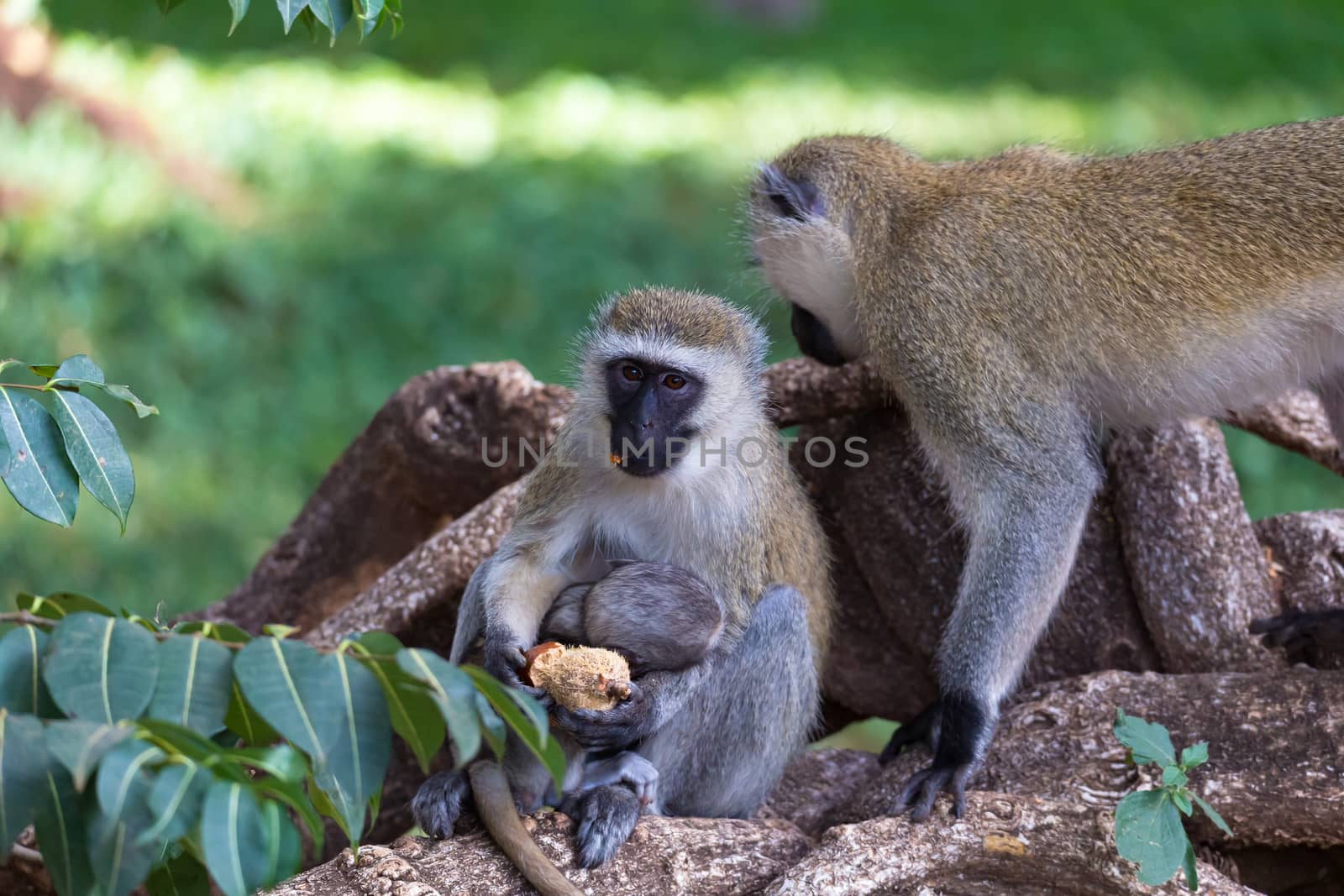 A monkey is doing a fruit meal in the grass