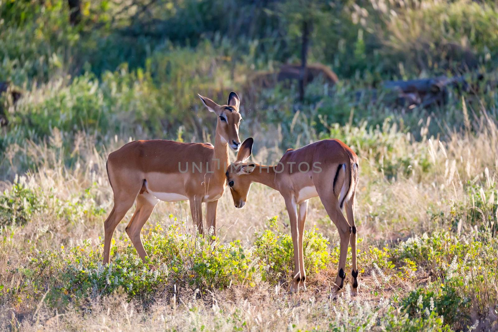 Some impalas stand together in the grass landscape
