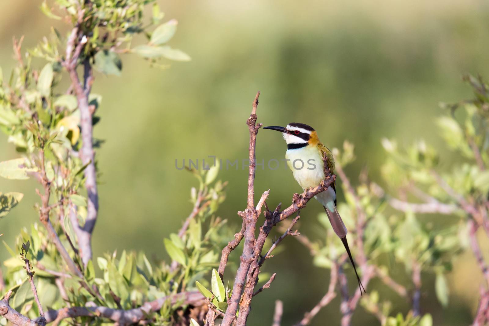 The Local bird is sitting on a branch in Kenya