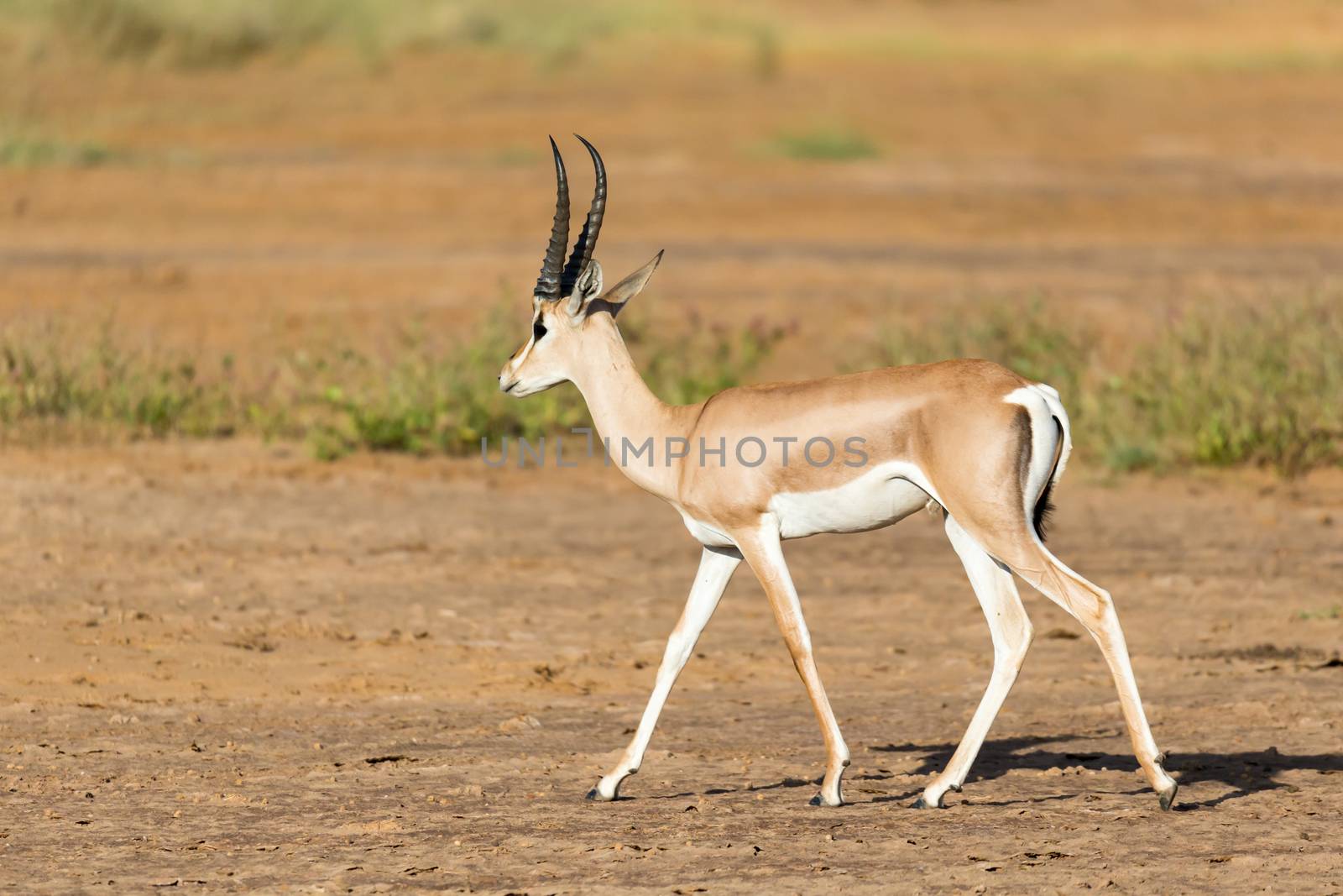 One Grant Gazelle stands in the middle of the grassy landscape of Kenya