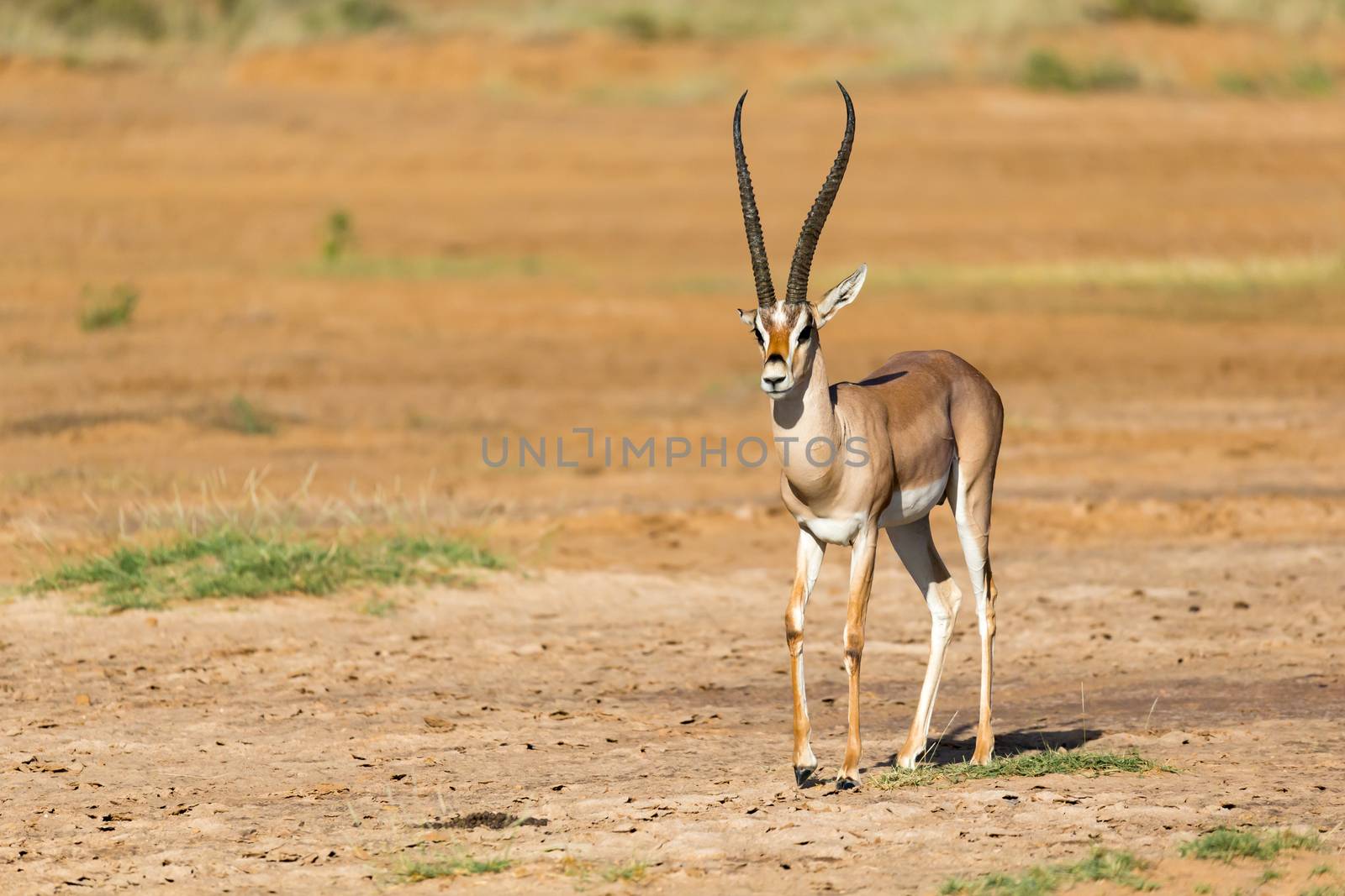 One Grant Gazelle stands in the middle of the grassy landscape of Kenya