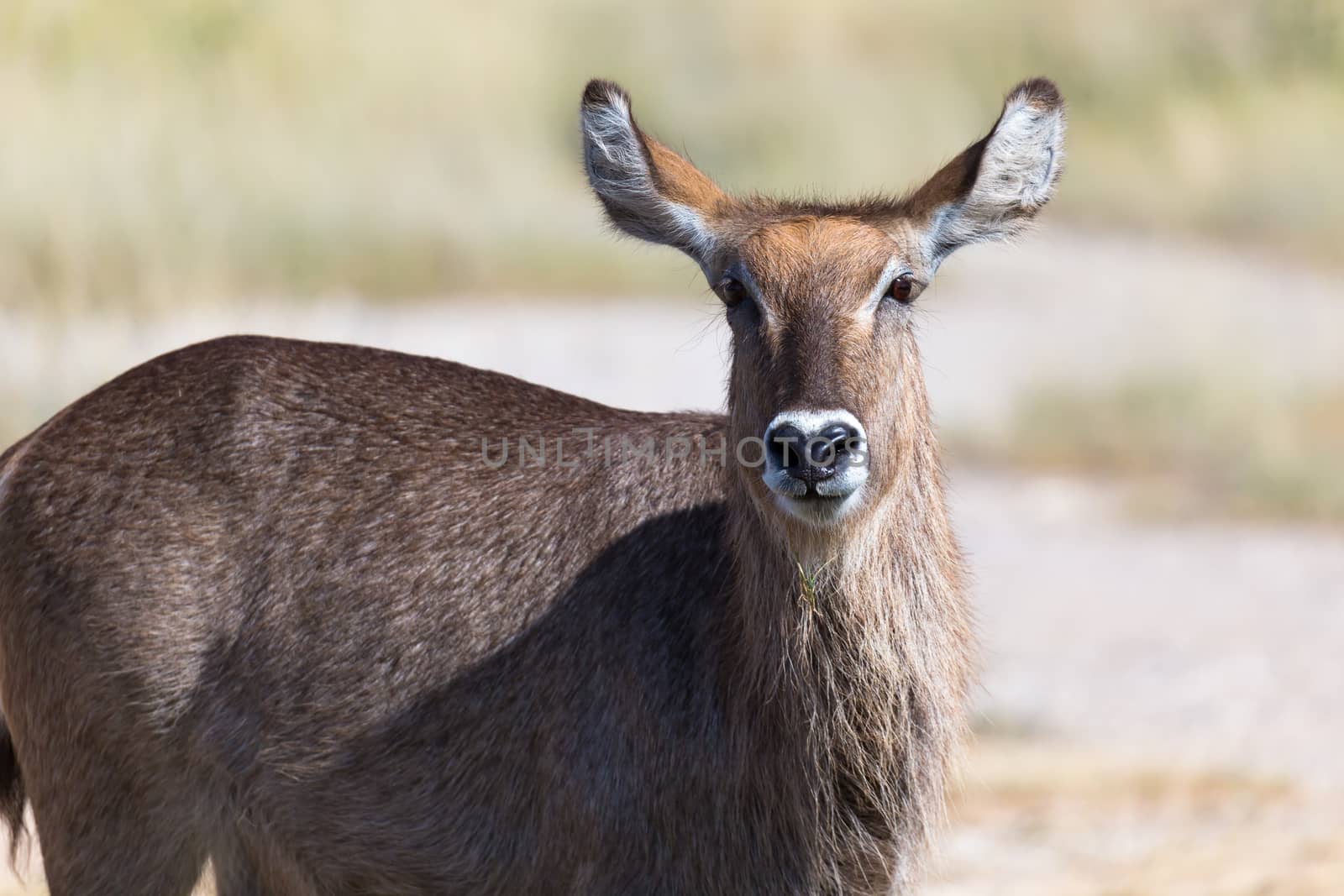 An antelope in the middle of the savannah of Kenya