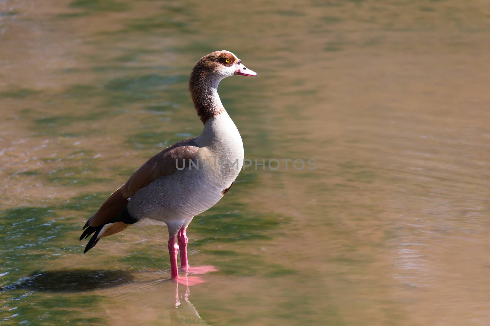 One colorful duck stands in the water