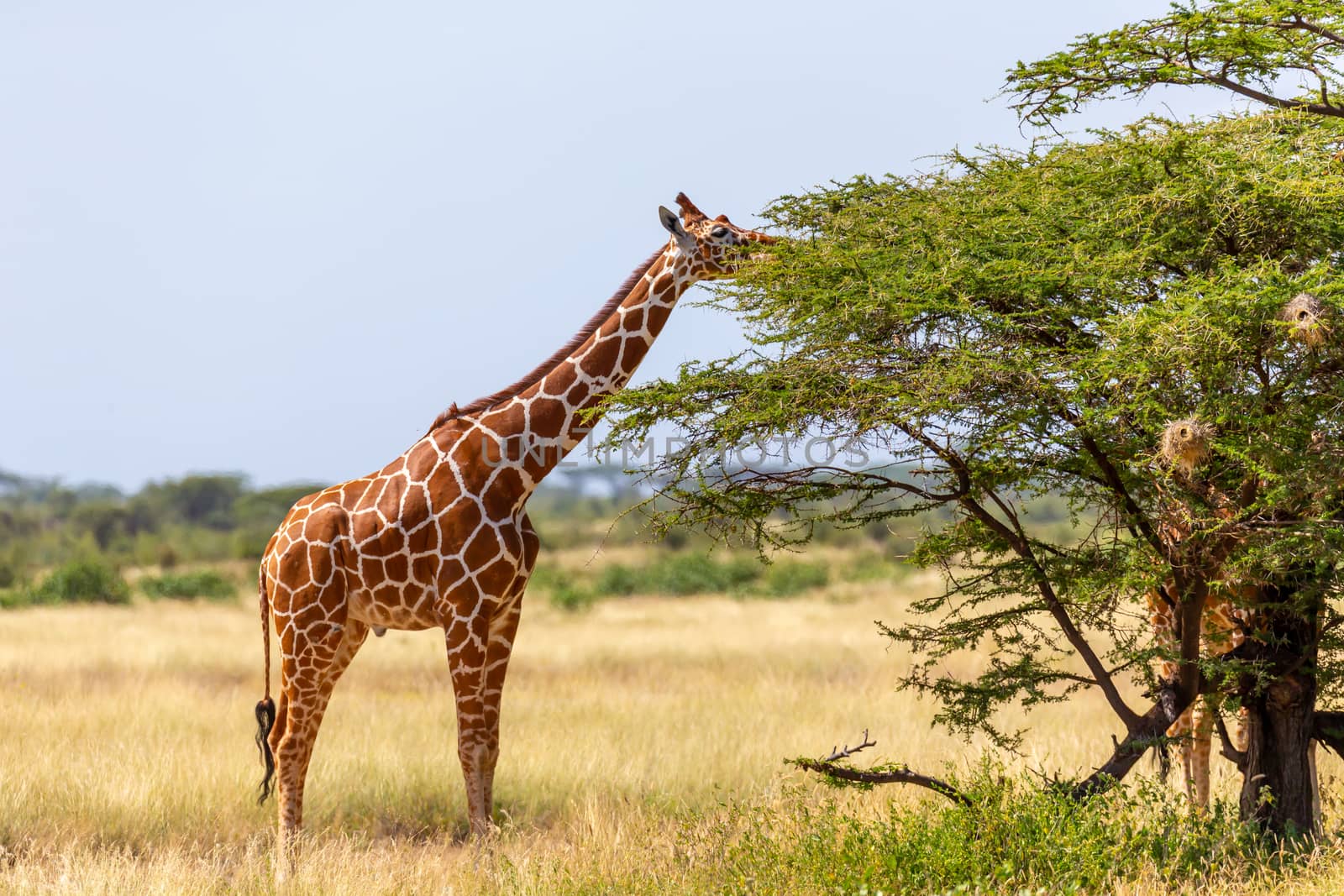 A Somalia giraffes eat the leaves of acacia trees