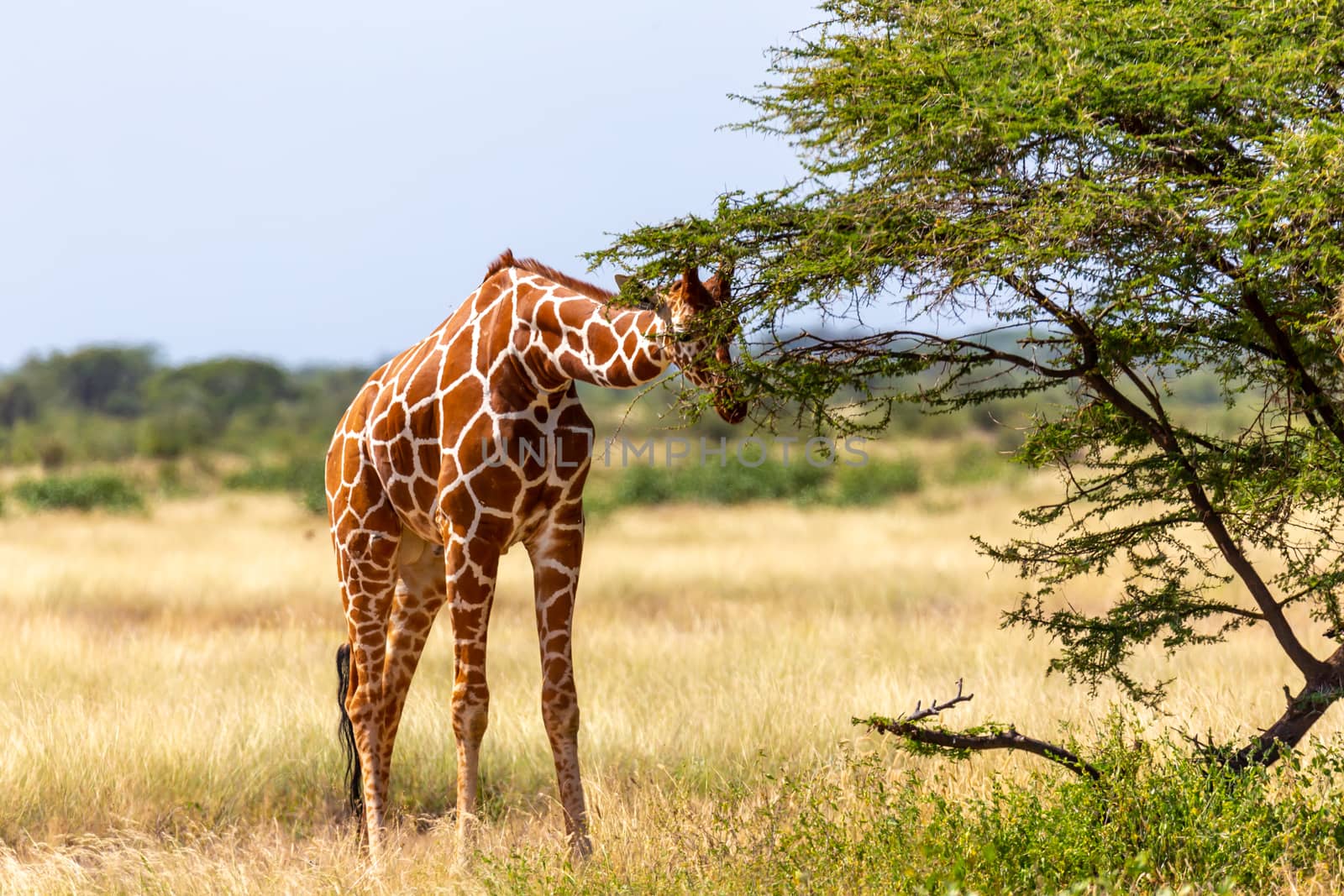 A Somalia giraffes eat the leaves of acacia trees