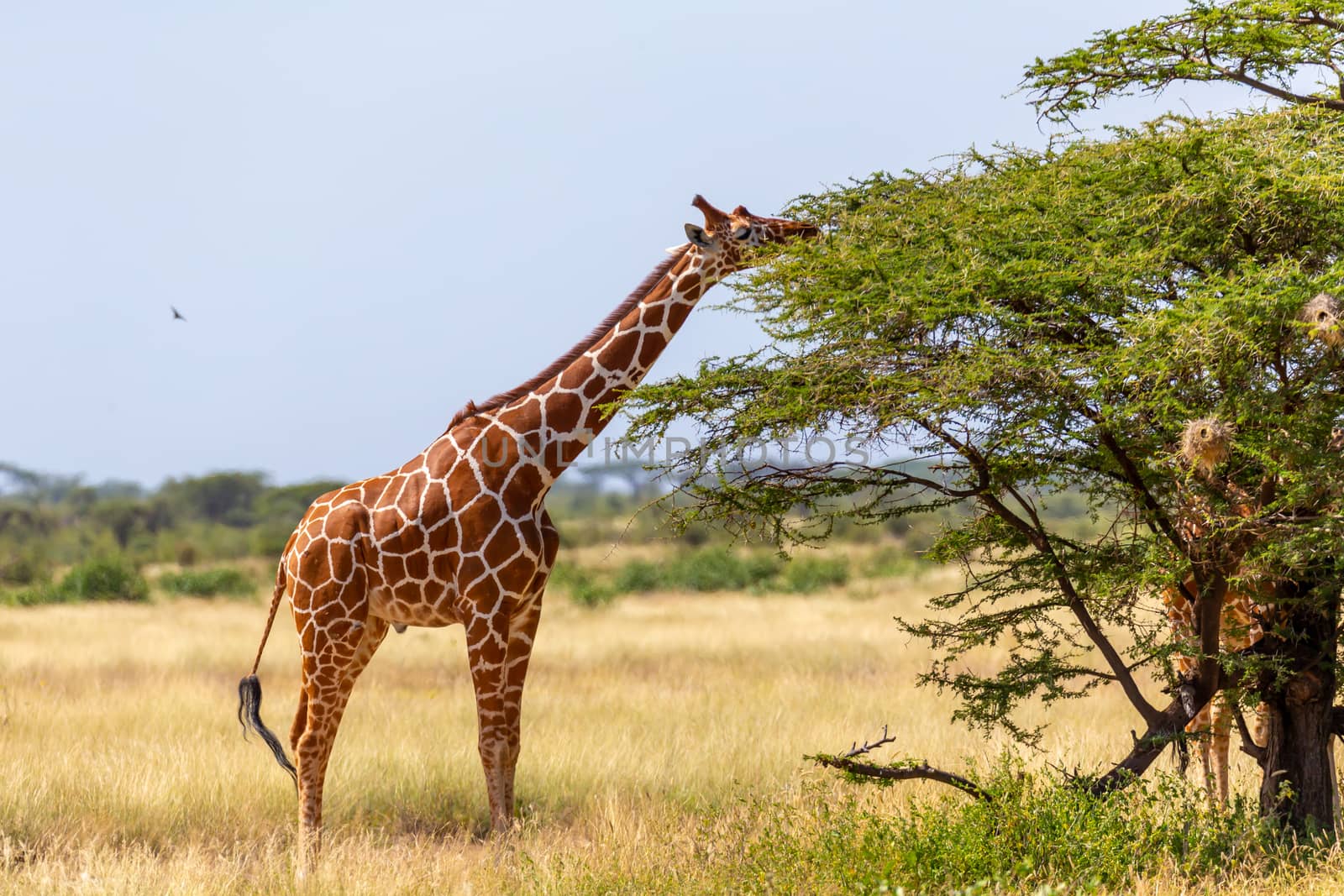 A Somalia giraffes eat the leaves of acacia trees