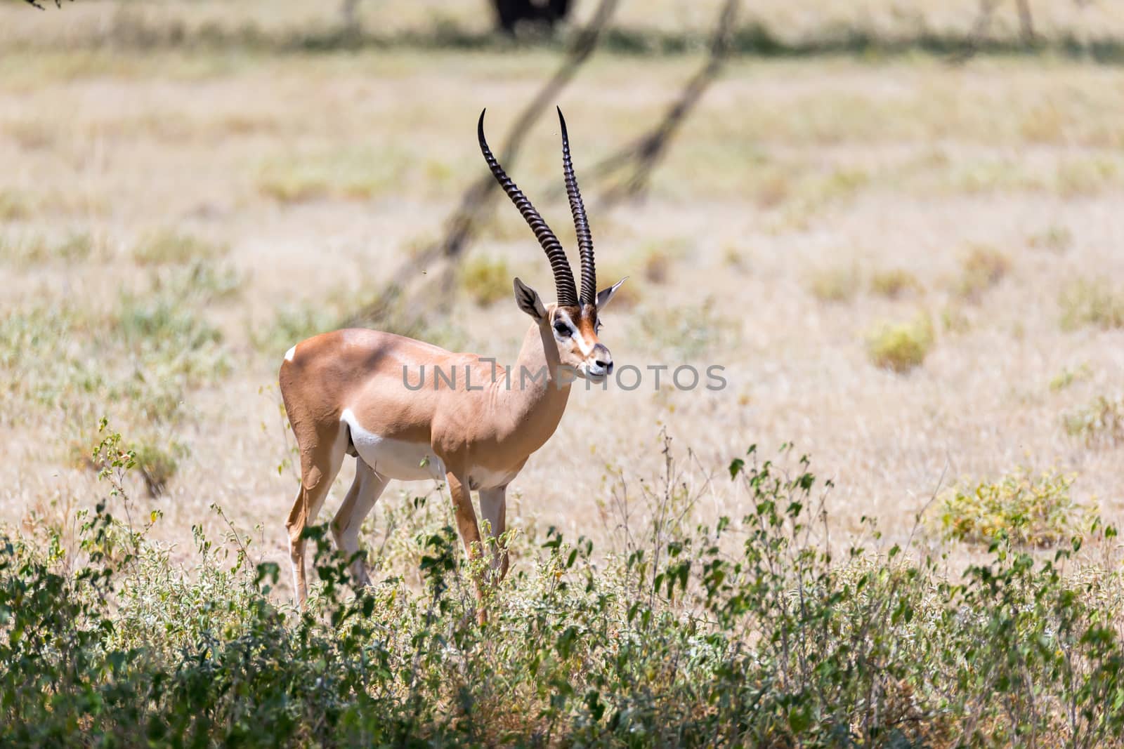 An antelope in the middle of the savannah of Kenya