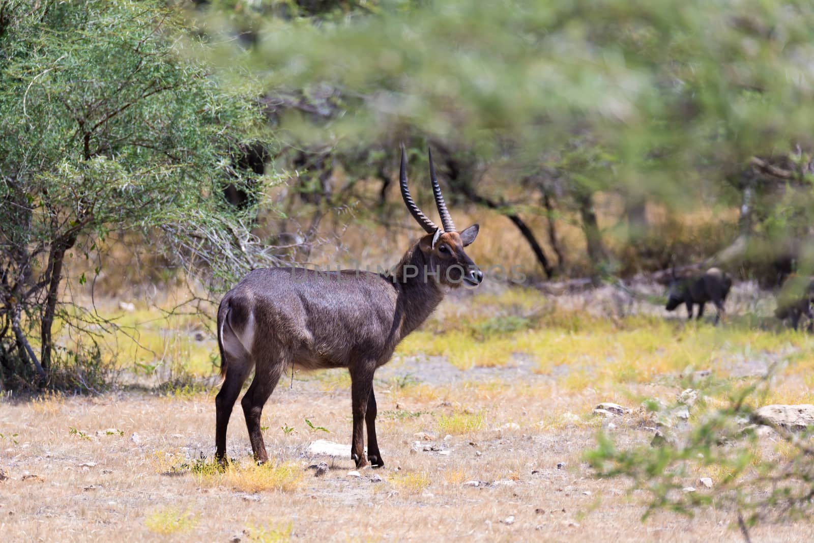An antelope in the middle of the savannah of Kenya