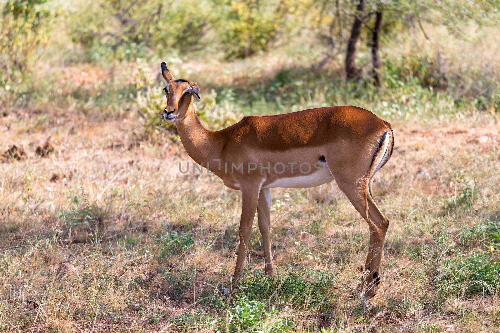 The Grant Gazelle grazes in the vastness of the Kenyan savannah