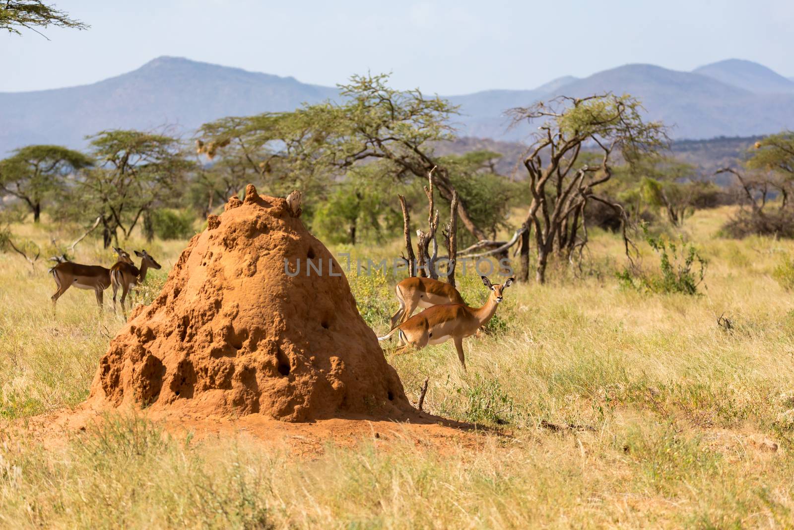 The large anthill behind which Gerenuk's hide